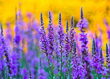 日本零售商防黄牛新对策：想买PS5先卖PS4